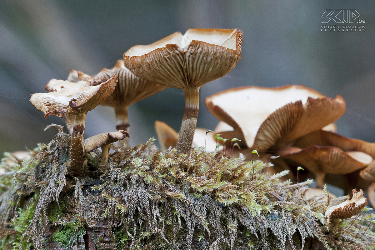 Herfst in de Hoge Venen Herfstfoto’s van het natuurgebied Hoge Venen in de buurt van Ternell langs de Helle en Getzbach riviertjes. Stefan Cruysberghs